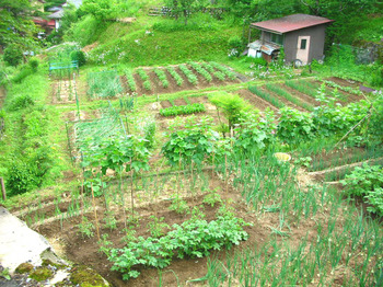 beautiful garden.jpg