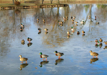 birds on a frozen pond.jpg