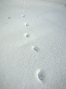 cat's trace.jpg