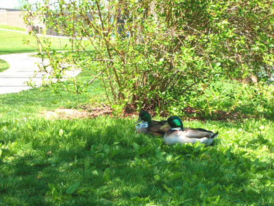 ducks.jpg