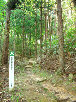 entrance to the forest.jpg