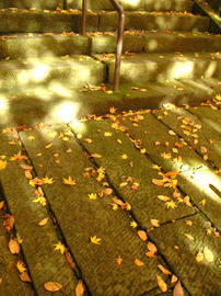 leaves.jpg