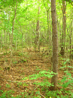 mushroom hunting -1.jpg