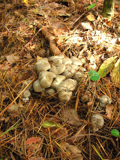 mushroom hunting -2.jpg