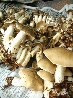 mushroom hunting -3.jpg
