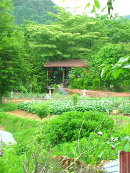 potato garden.jpg
