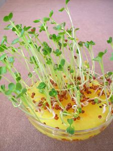 radish sprouts.jpg