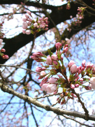 sakura 4-14-2010.jpg