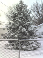 snow tree.jpg
