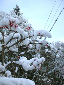 snow 2013.jpg