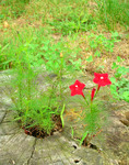 stump(cropped).jpg