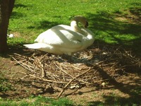 swan.jpg
