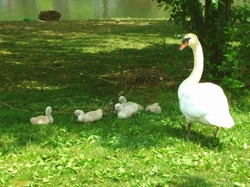 swan babies.jpg