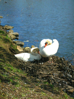 swan couple 2009.jpg