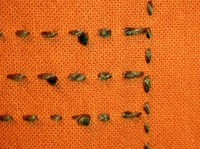 thread end -1.jpg