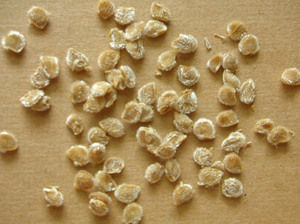 tomato seeds.jpg