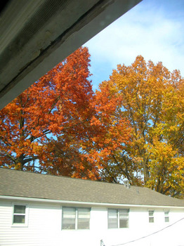 turning leaves from the window.jpg